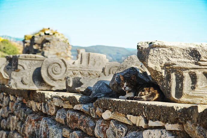 Cat = Turkey_DSC3196-af