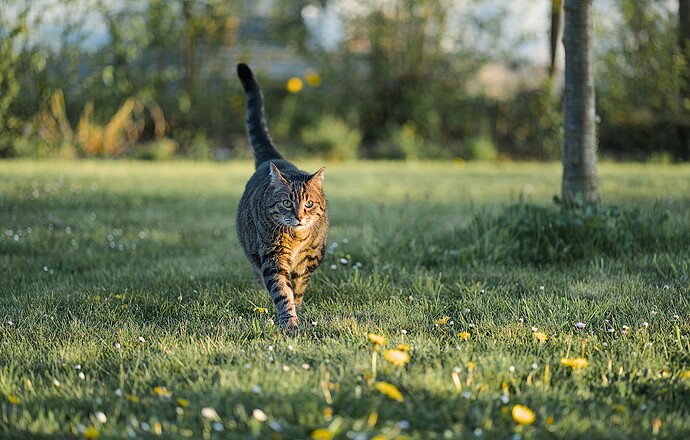 strolling-in-the-evening-sun-260424_194225_DSC00506_01
