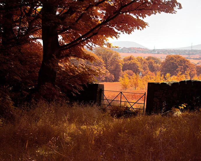 digital-infrared-20230611_0332-1