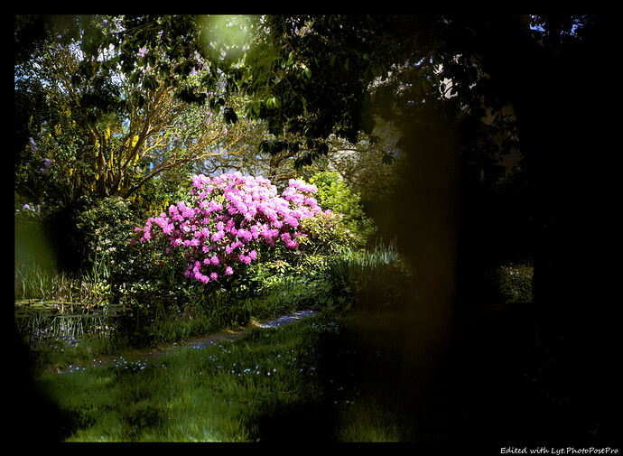 Bloom_HDBB