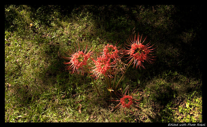 L1000184_HD