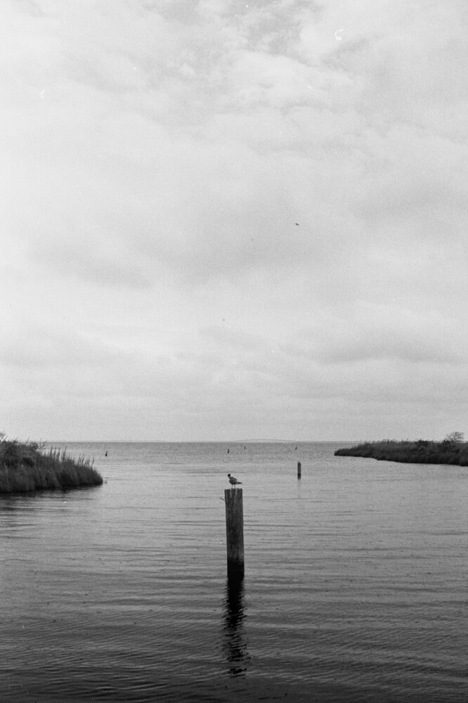 2025-08-05 - Manns Harbor bird and bridge