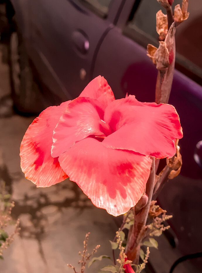 Home - Flowers_P1020514