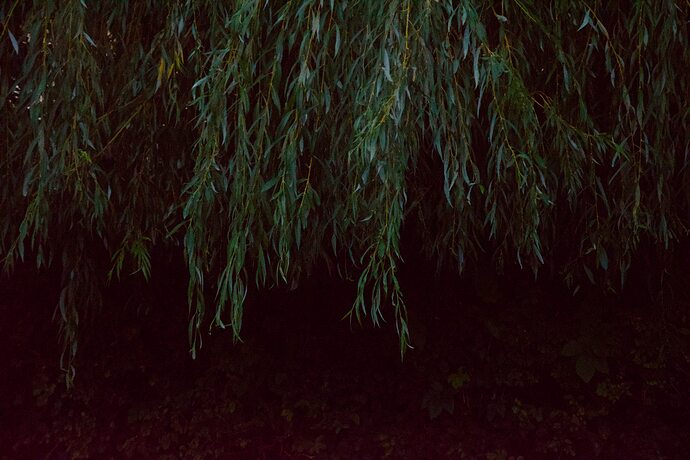 2025_DSC_32002