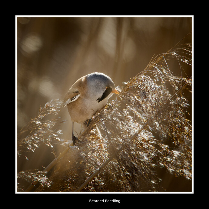 2025-02-01 @14-19-21 CO5A2988_01