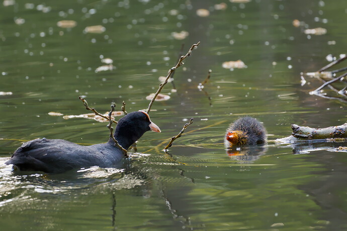 IMG_6868_0