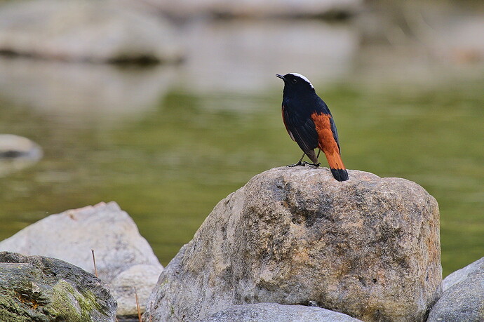 Birds _DSC9009