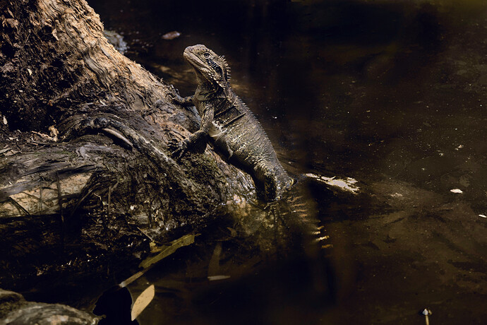 2022-01-25_12-58-48.53_DSC6109GIMP2