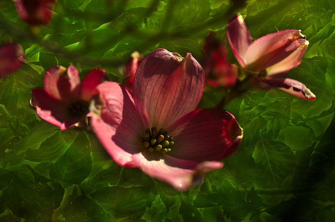 divide_dogwood_blossom