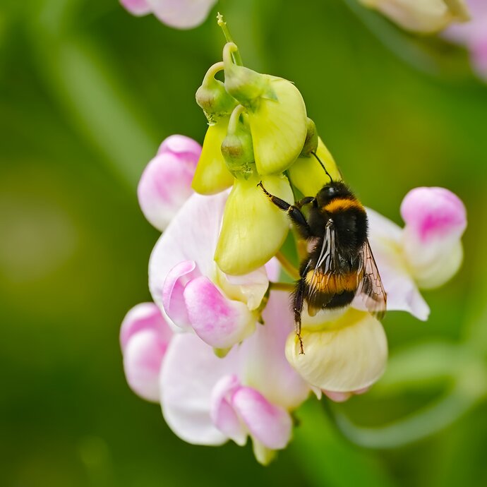 2507_SommerimGarten_0069_03