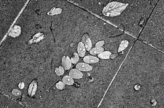 20241119_L1007642
