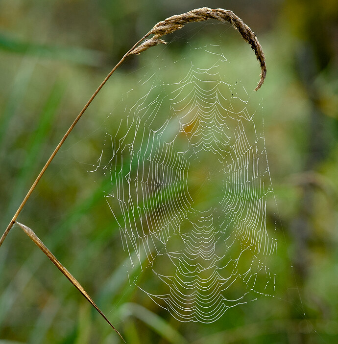 FWR_9052