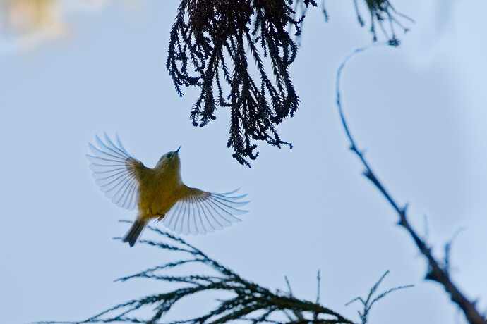 IMG_2026-01-12_12-17_0139