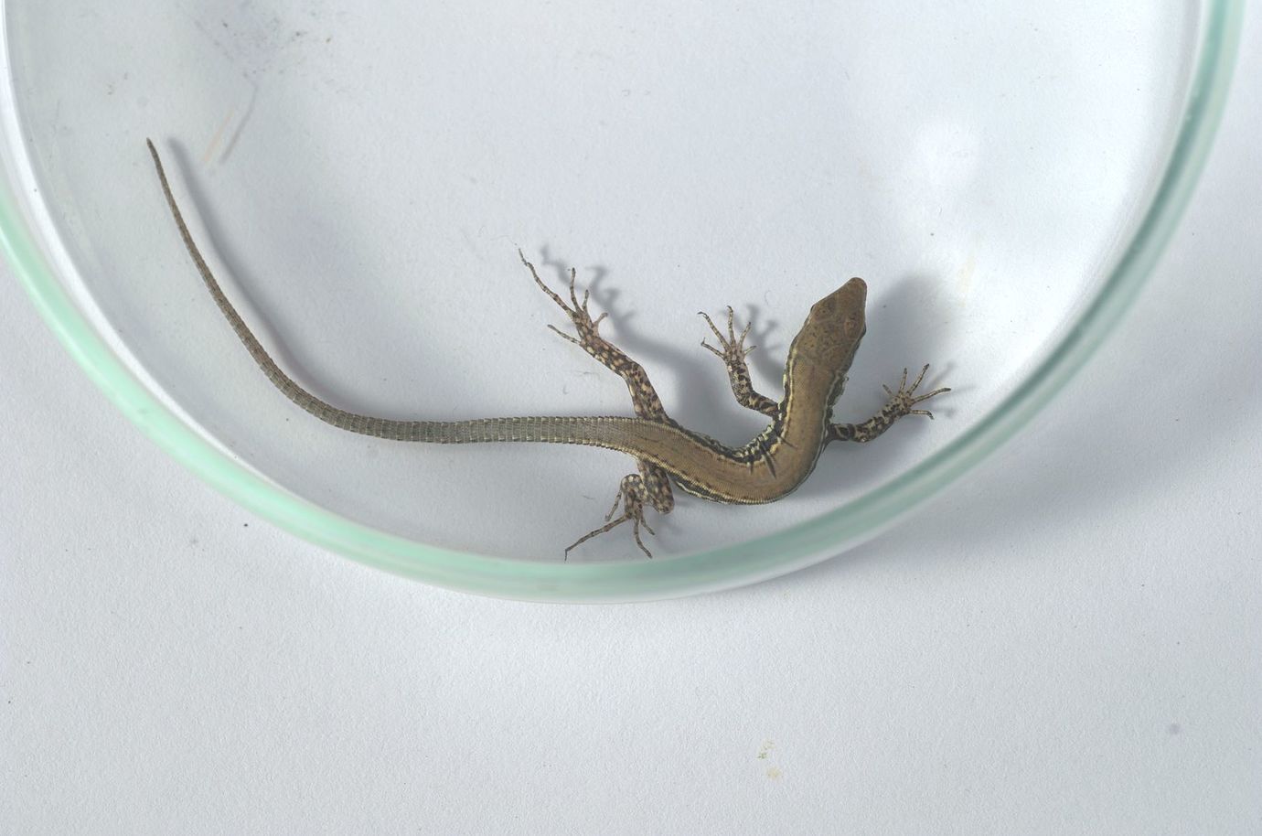 Sharpening techniques (lizard subject) Play Raw discuss.pixls.us