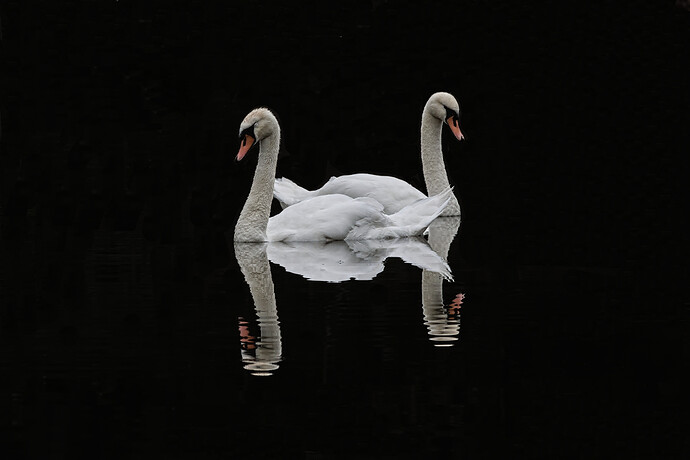 Swan1