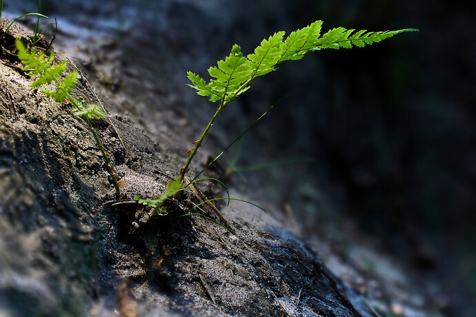 stack_fern 142_depmp