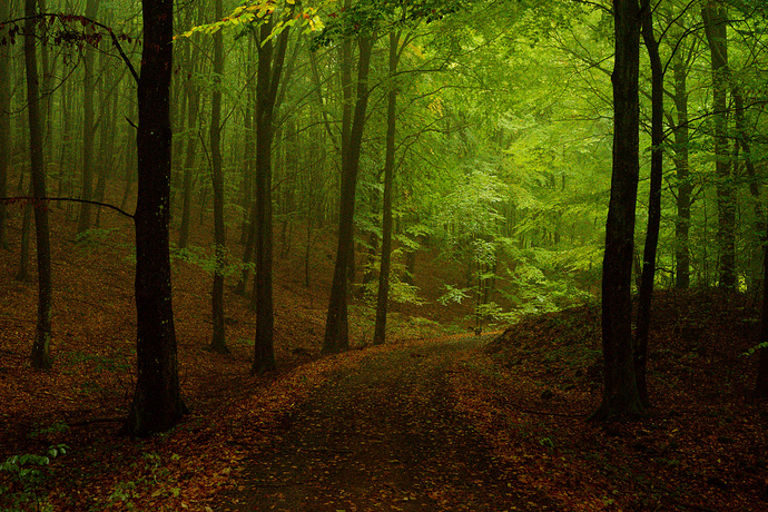 Morgan_Hardwood-2016-10-16_soderasen_12_1