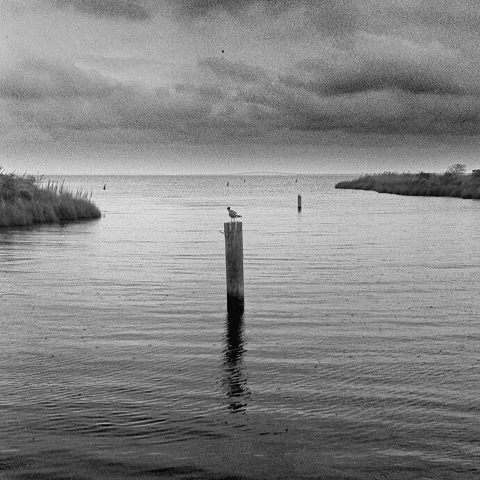 2025-08-05 - Manns Harbor bird and bridge