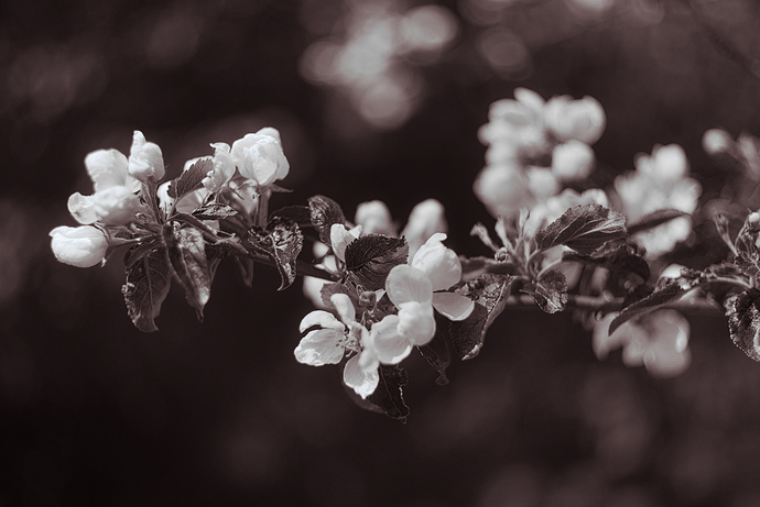Picknick på vår bröllopsdag-0003_01