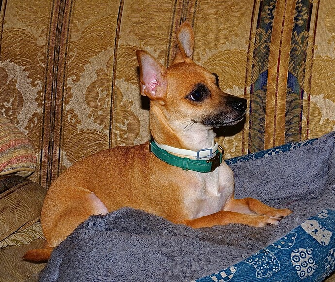 Dog sRGB
