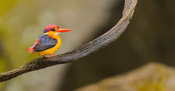 Birds_Colourful-DSC07592-2023.06.13