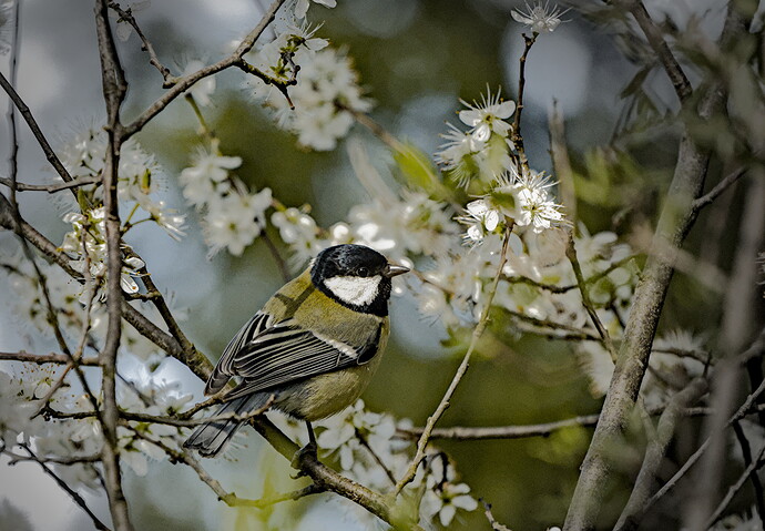 Great Tit_20260314_0007-2026.03.14