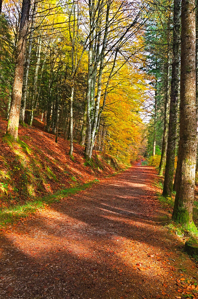 DSC_0116 RawTherapee and GIMP (1)