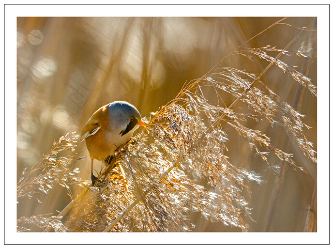 2025-02-01 @14-19-21 CO5A2988