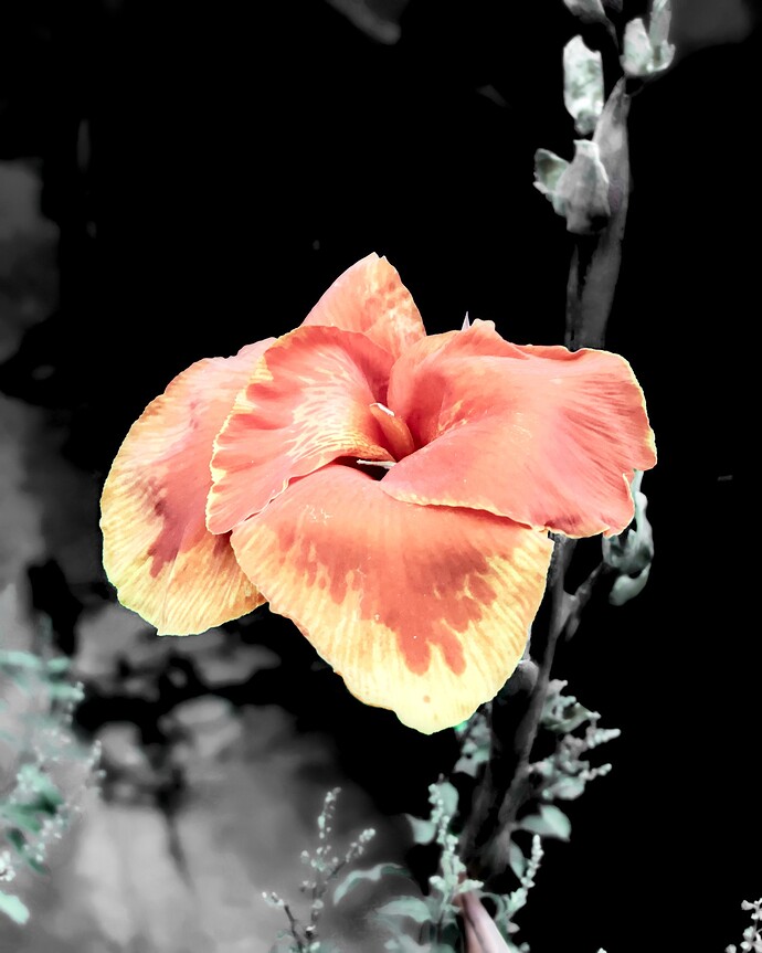 Home - Flowers_P1020514