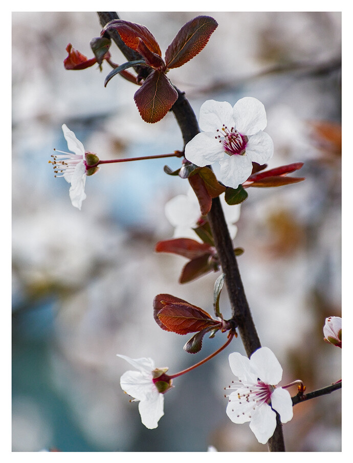 DSC_6721 (0)