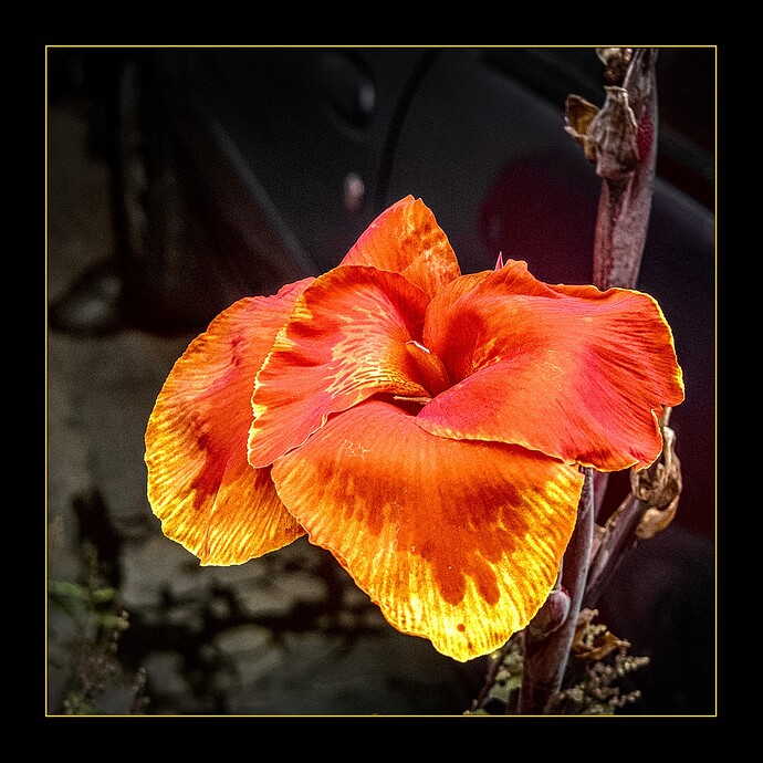 Home - Flowers_P1020514