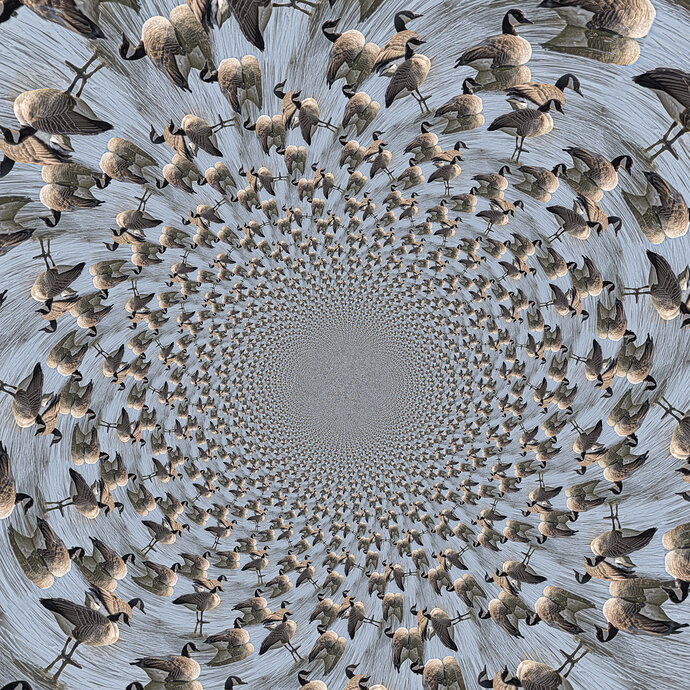 many_geese