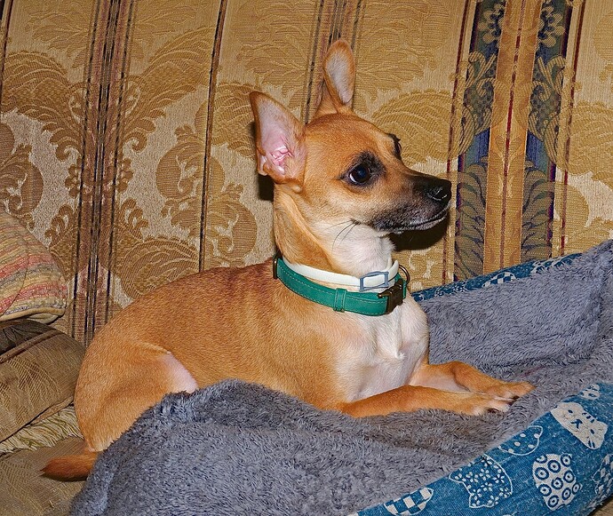 Dog Rec.709