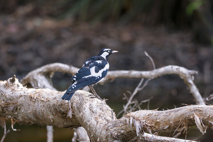 2026-01-09_16-20-05.24_DSC1018