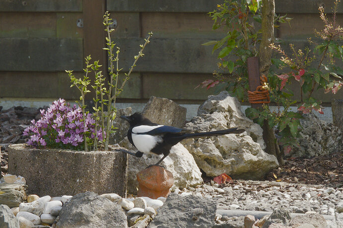 magpie