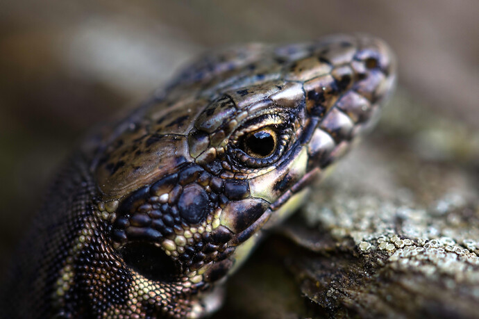 IMG_8494 ART and GIMP (jpegli)