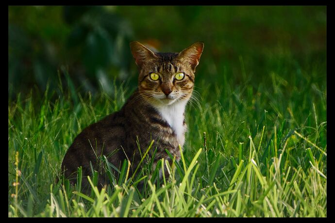 Cat Under Shadow. Challenging situation._7E4A3725_01