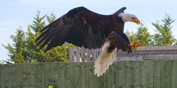 IMG_1280 alaskan bald eagle