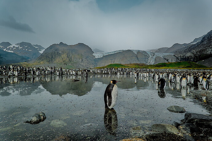 Penguins - DSC01318-2026.02.04