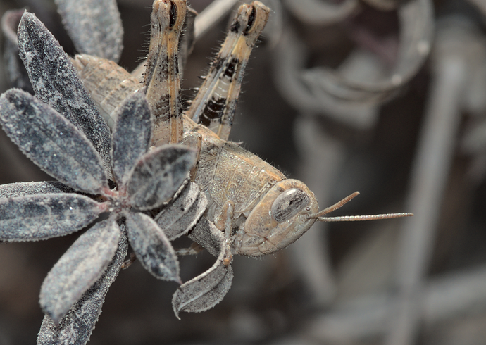 Without fine angle adjustment.png