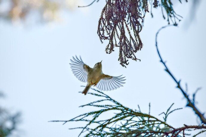 IMG_2026-01-12_12-17_0139