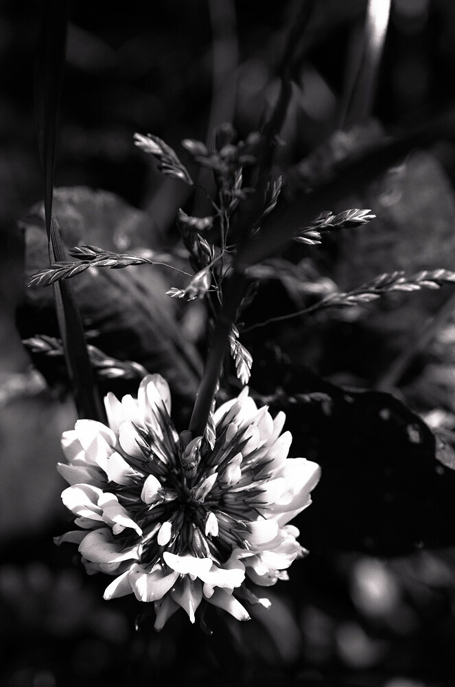 Clover