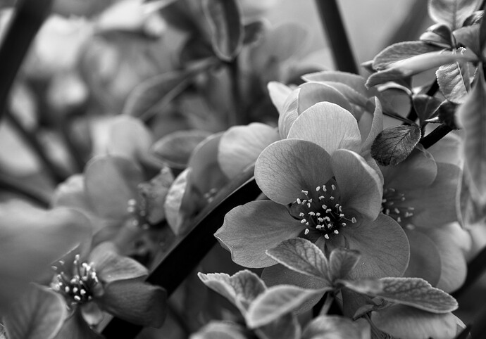 20250412-1207-104_bw