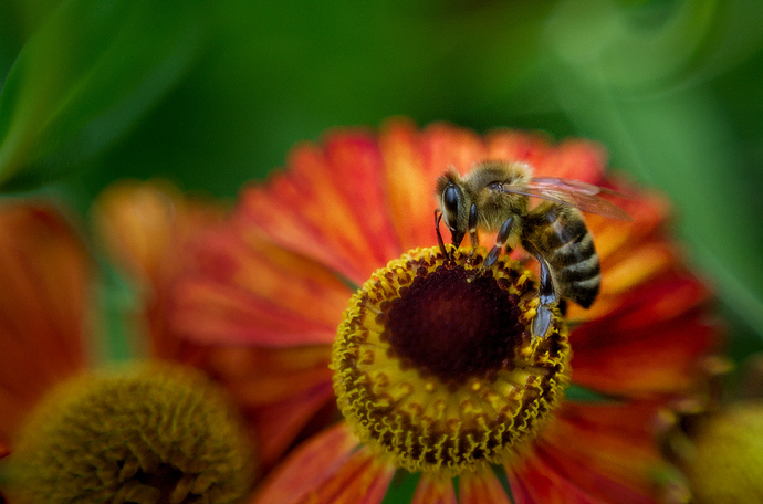 20190820_S%C3%BCdpark_Bl%C3%BCten_8112_B