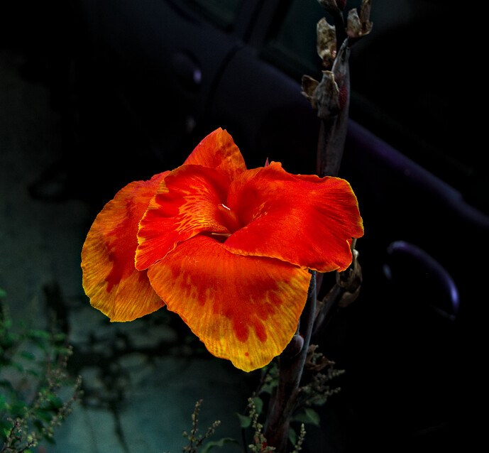 Home - Flowers_P1020514