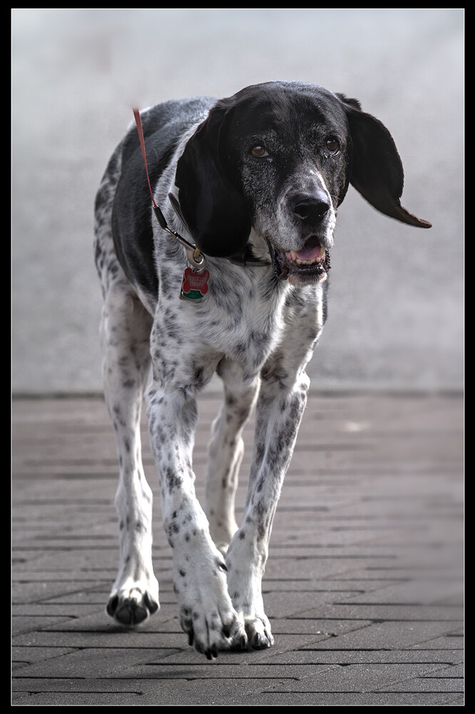 dogs-vancouver-20130908-0670