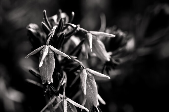 Withered Erica Carnea