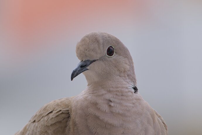 dove2
