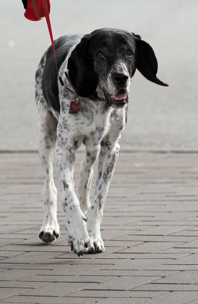 dogs-vancouver-20130908-0670