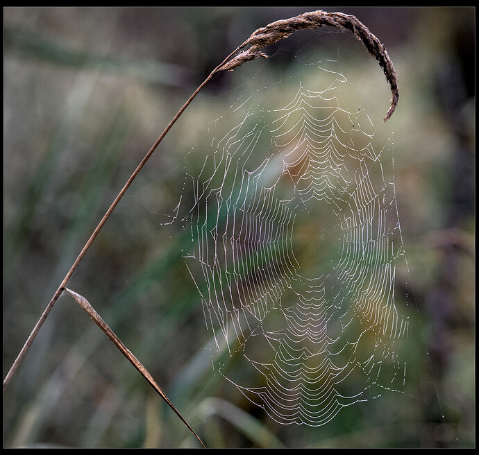 FWR_9052